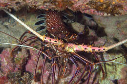 Image of Stripe-leg spiny lobster