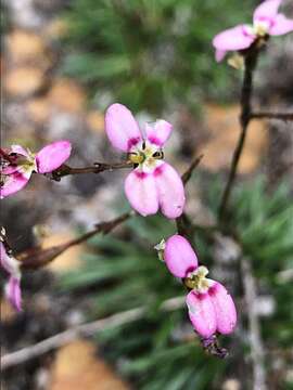 Stylidium caespitosum R. Br. resmi