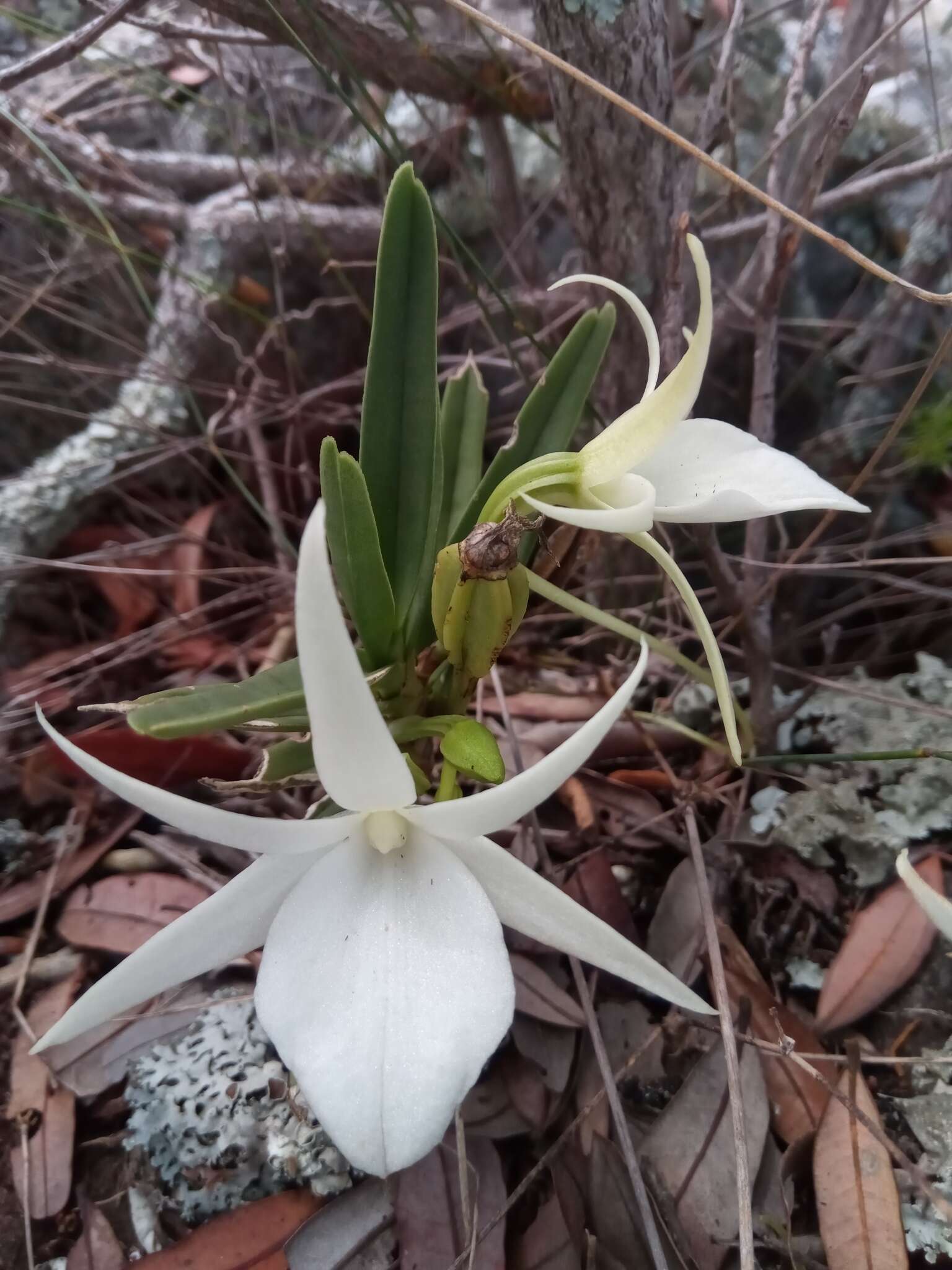 Imagem de Angraecum rutenbergianum Kraenzl.