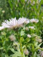 Image of Tall Fleabane