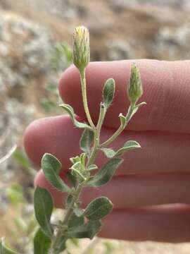 Image of <i>Heterotheca hirsutissima</i>