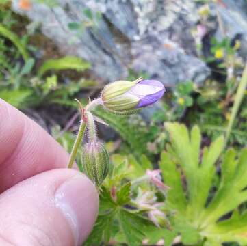 Imagem de Geranium sergievskajae