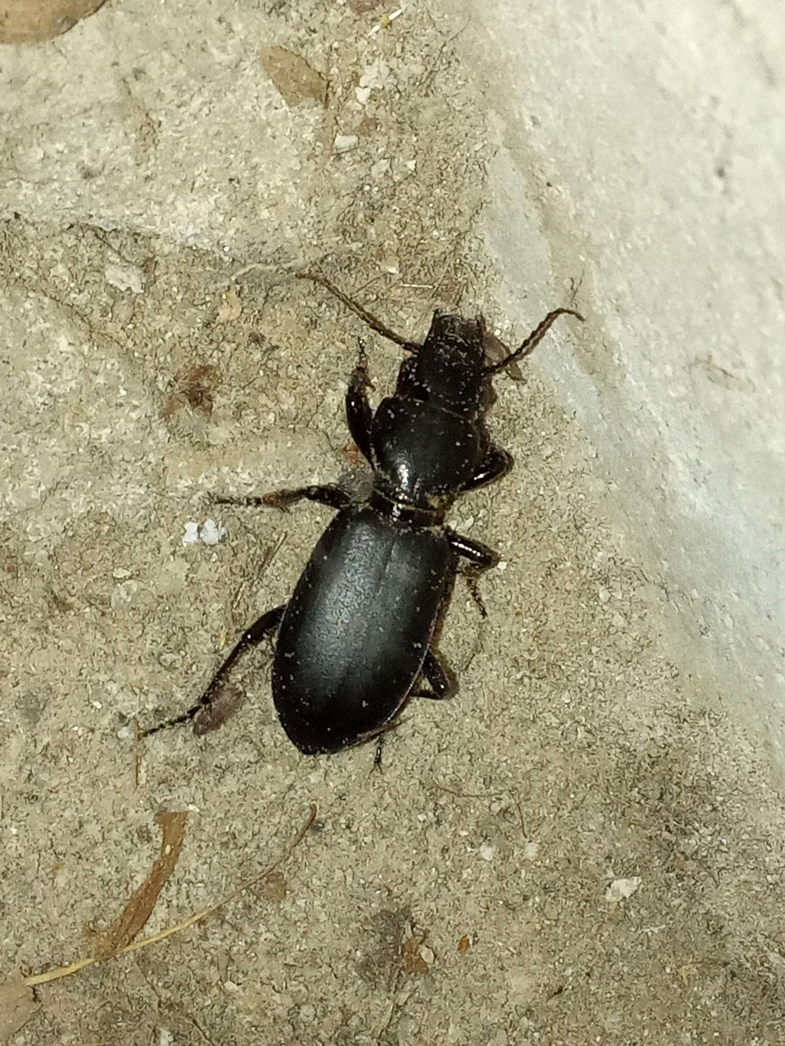 Imagem de Broscus (Broscus) cephalotes (Linnaeus 1758)