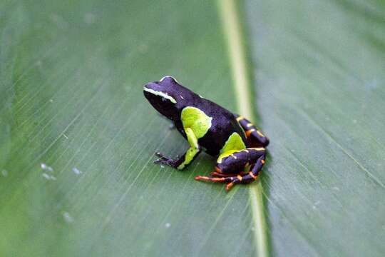 Image of Baron's Mantella