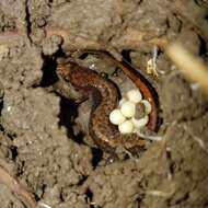 Image of Seepage Salamander