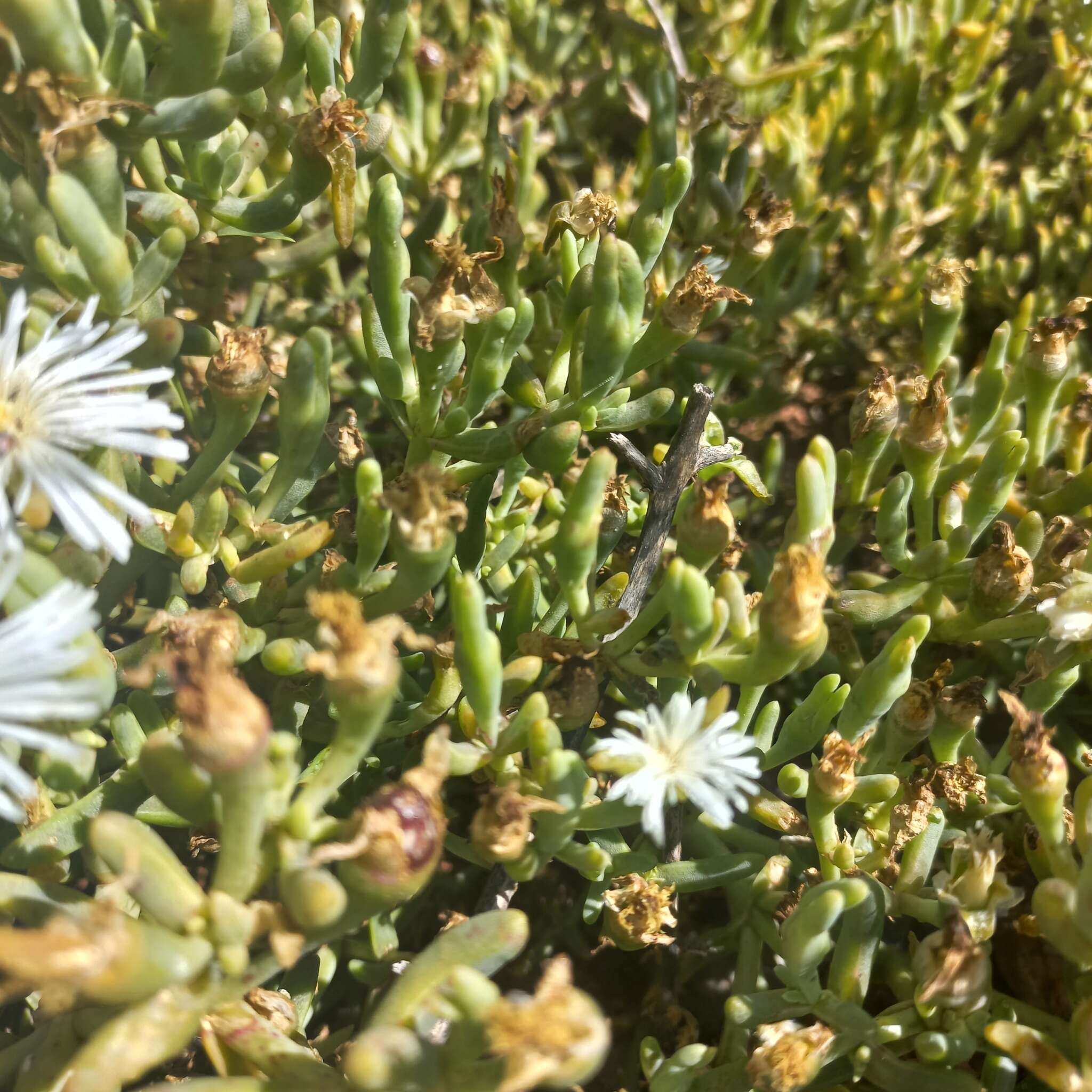 Image of Mesembryanthemum noctiflorum L.