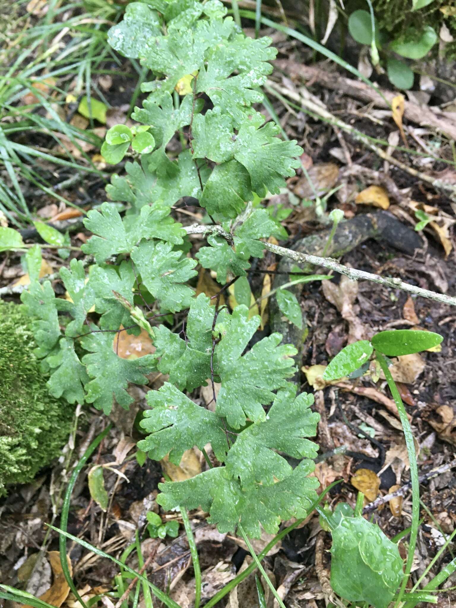 Image of Adiantum digitatum C. Presl