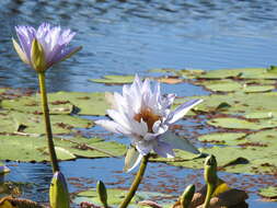 Image of Australian water-lily