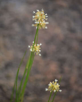 Image of Green-Head Rush