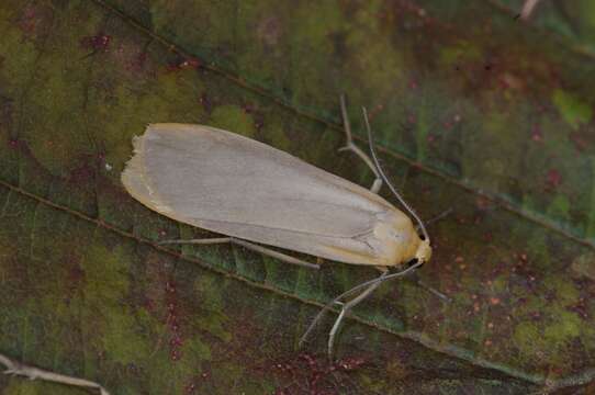 Image of buff footman