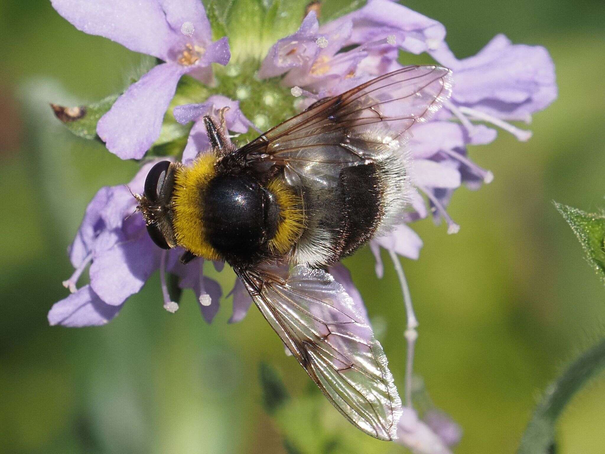 Image of Sericomyia bombiformis (Fallen 1810)