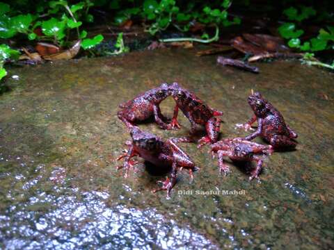 Image of Bleeding Toad