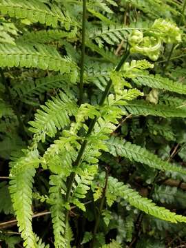 Plancia ëd Microlepia strigosa (Thunb.) C. Presl