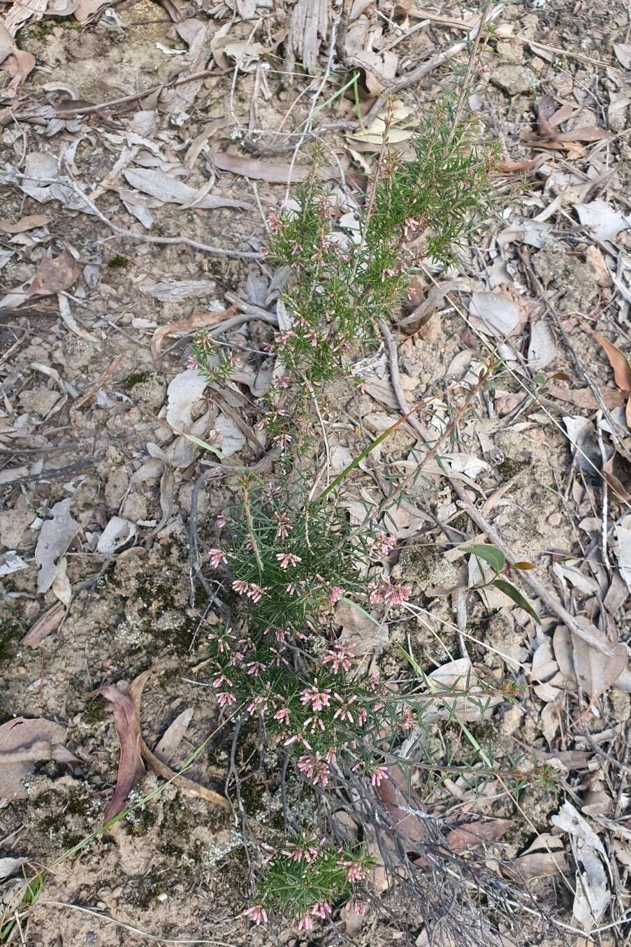 Imagem de Lissanthe strigosa subsp. subulata (R. Br.) J. M. Powell