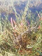 Sivun Salicornia ramosissima J. Woods kuva