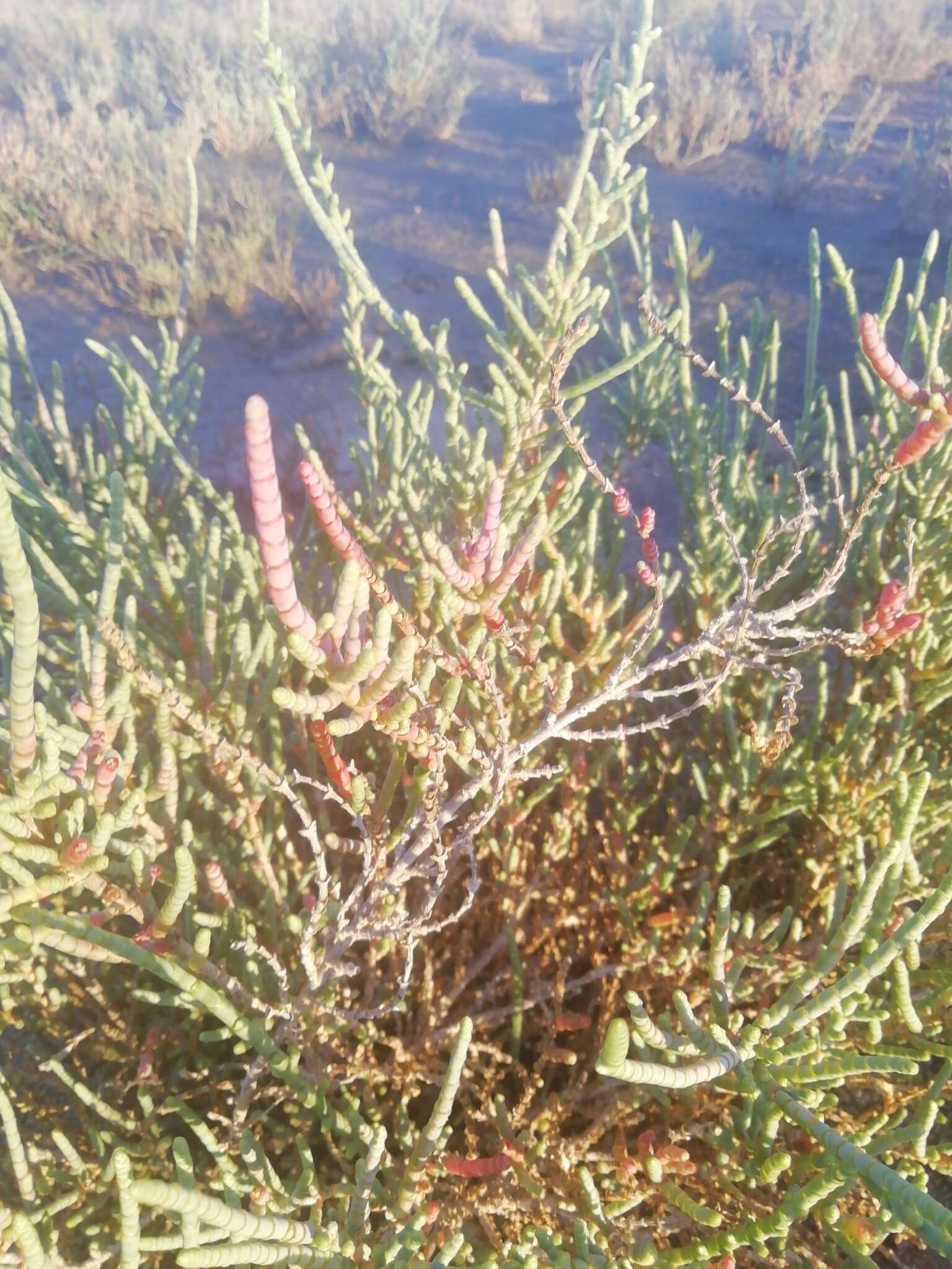 Image of Salicornia ramosissima J. Woods