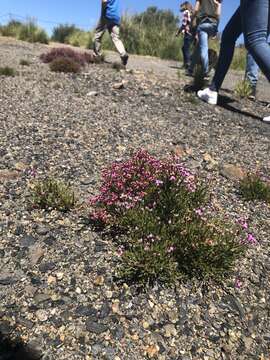 Image of Erica umbellata L.