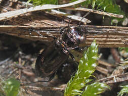 Image of Notiophilus aquaticus (Linnaeus 1758)