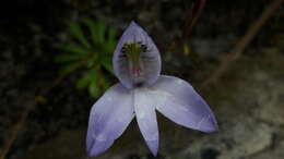 Image of Disa maculata L. fil.