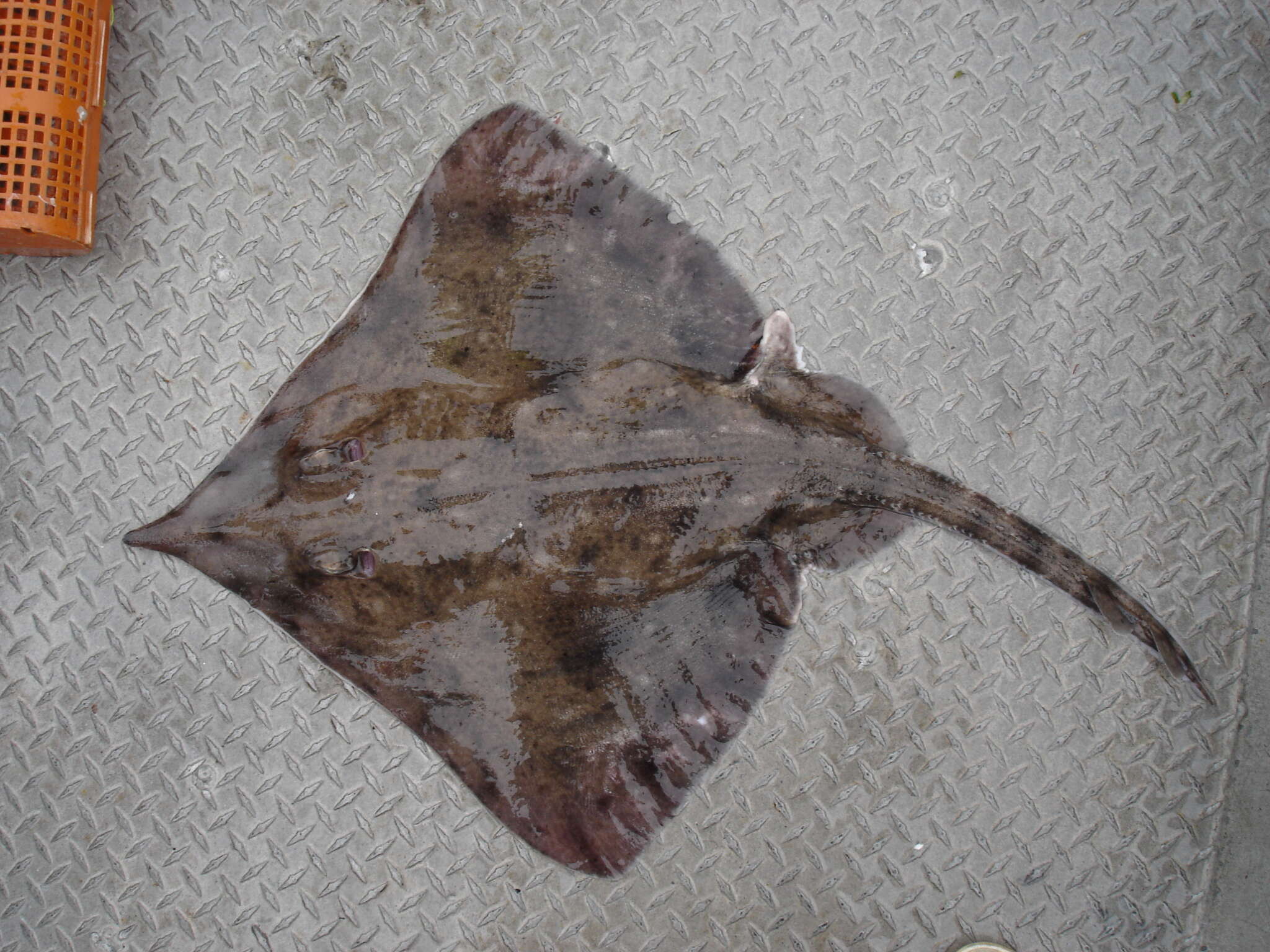 Image of New Zealand rough skate