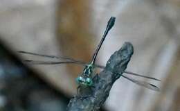 Image of Heliogomphus kelantanensis (Laidlaw 1902)