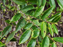 Image of Eurya acuminata DC.