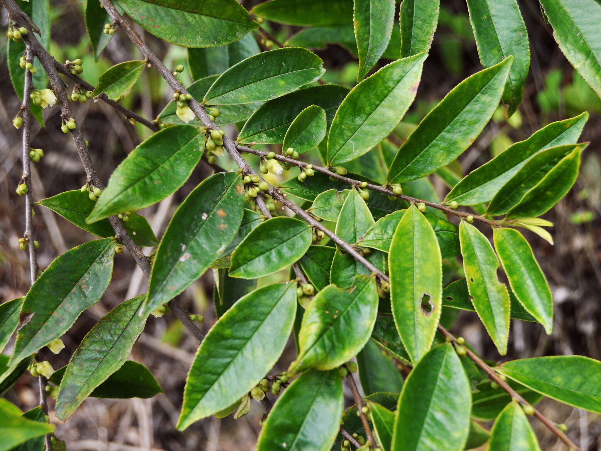 Image de Eurya acuminata DC.