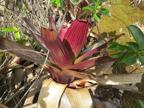 Image of Alcantarea imperialis (Carrière) Harms
