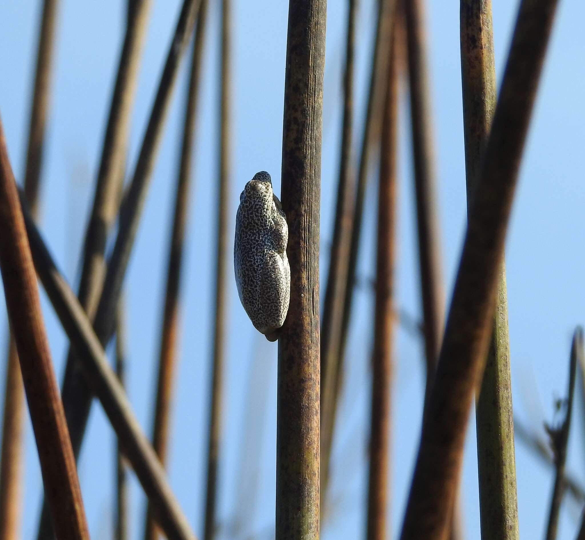 Image of Angolan Reed Frog