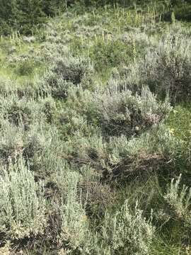 Image of Wyoming big sagebrush