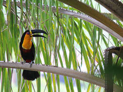 Image of Ramphastos vitellinus ariel Vigors 1826