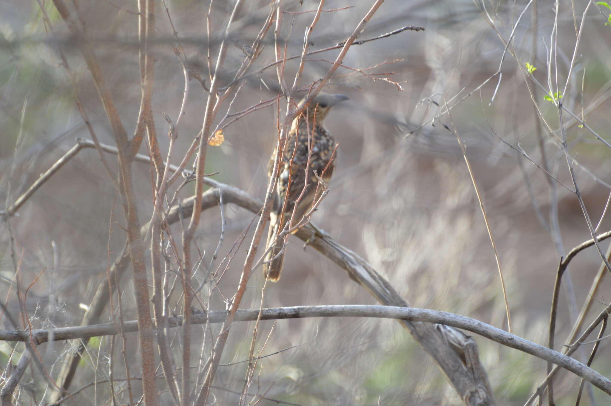 Image of Spotted Bowerbird