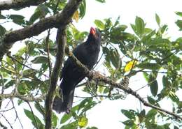 Image of Black-throated Grosbeak