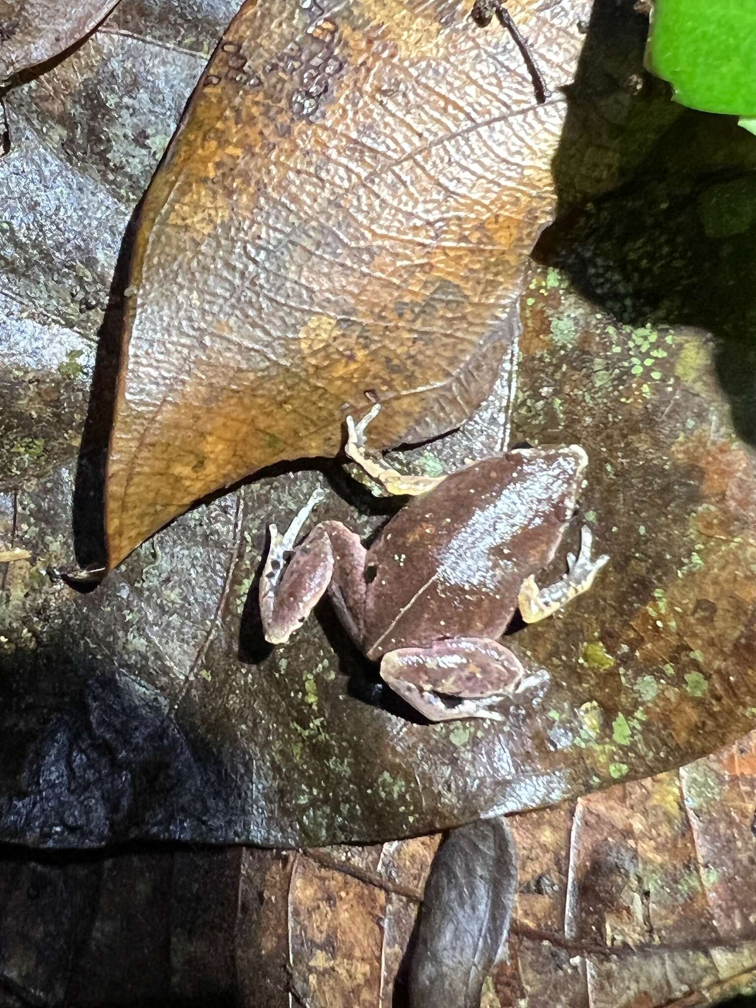 Image of Bassler's humming frog