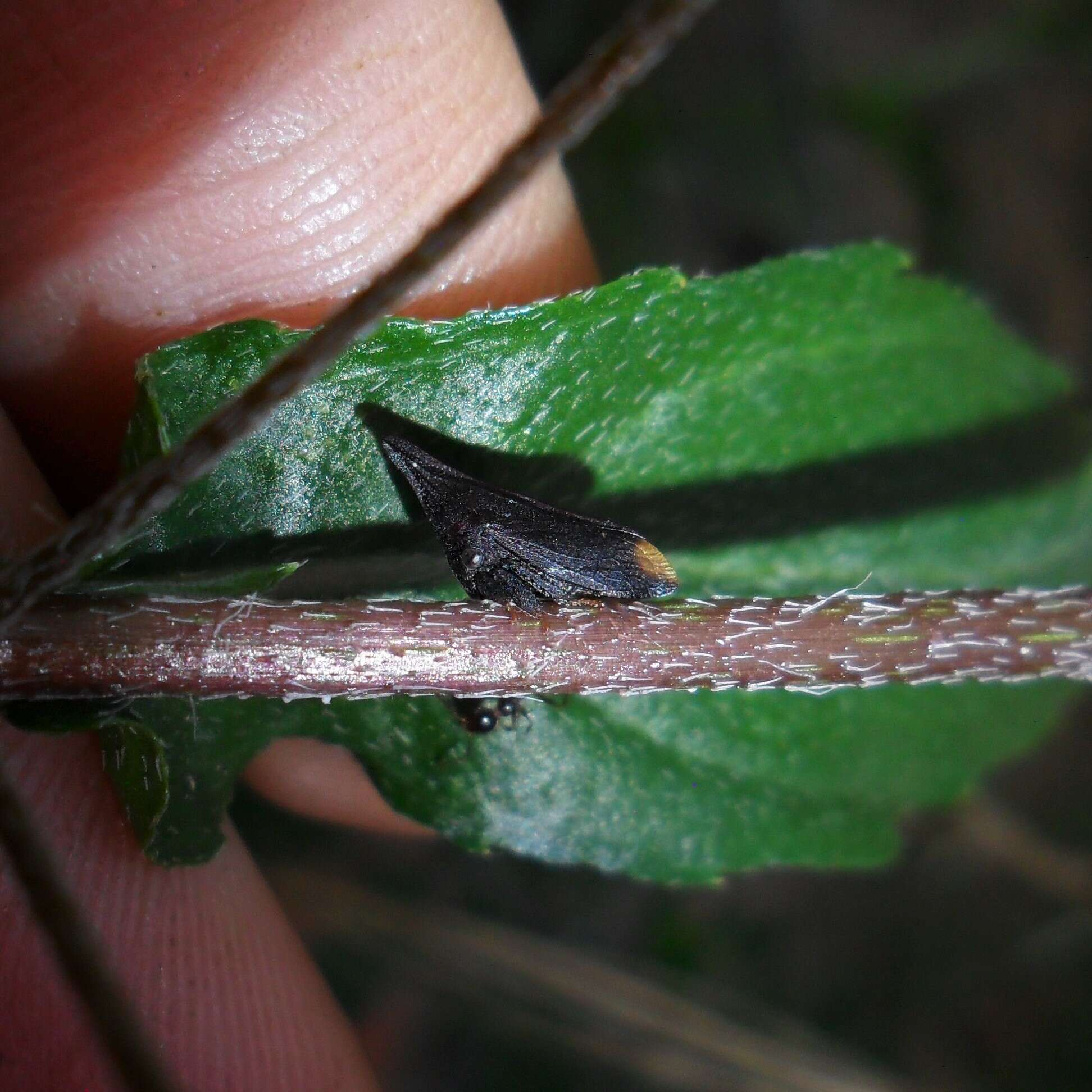 Image of Enchenopa monoceros Germar