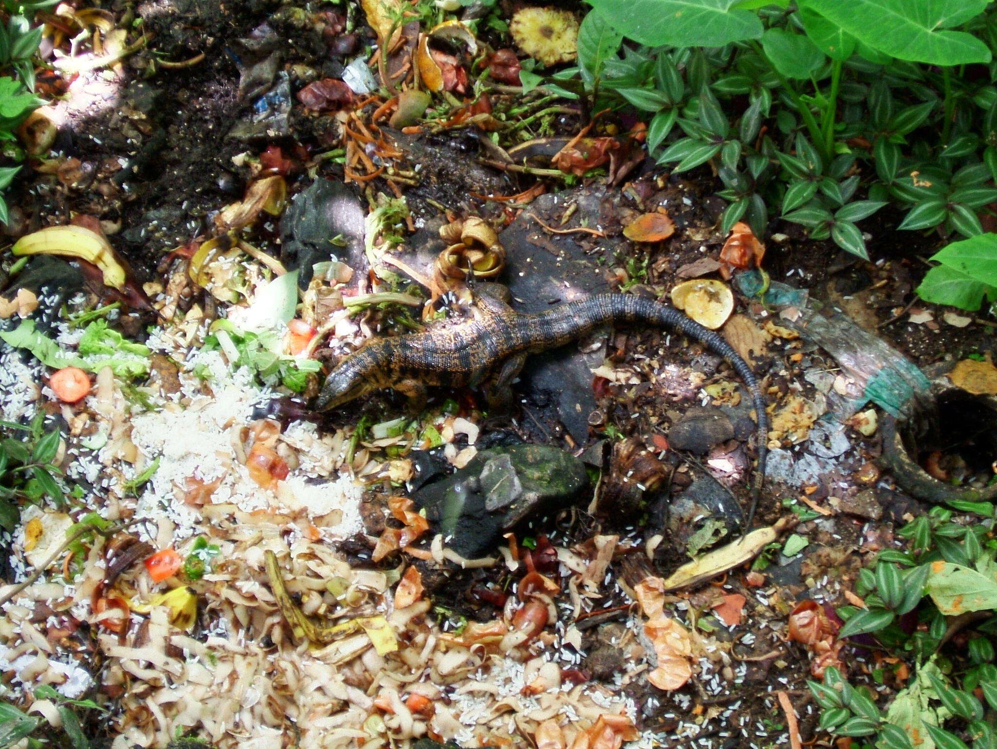 Image of Cryptic golden tegu