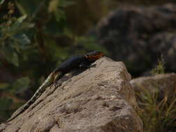 Image of Sceloporus oberon Smith & Brown 1941