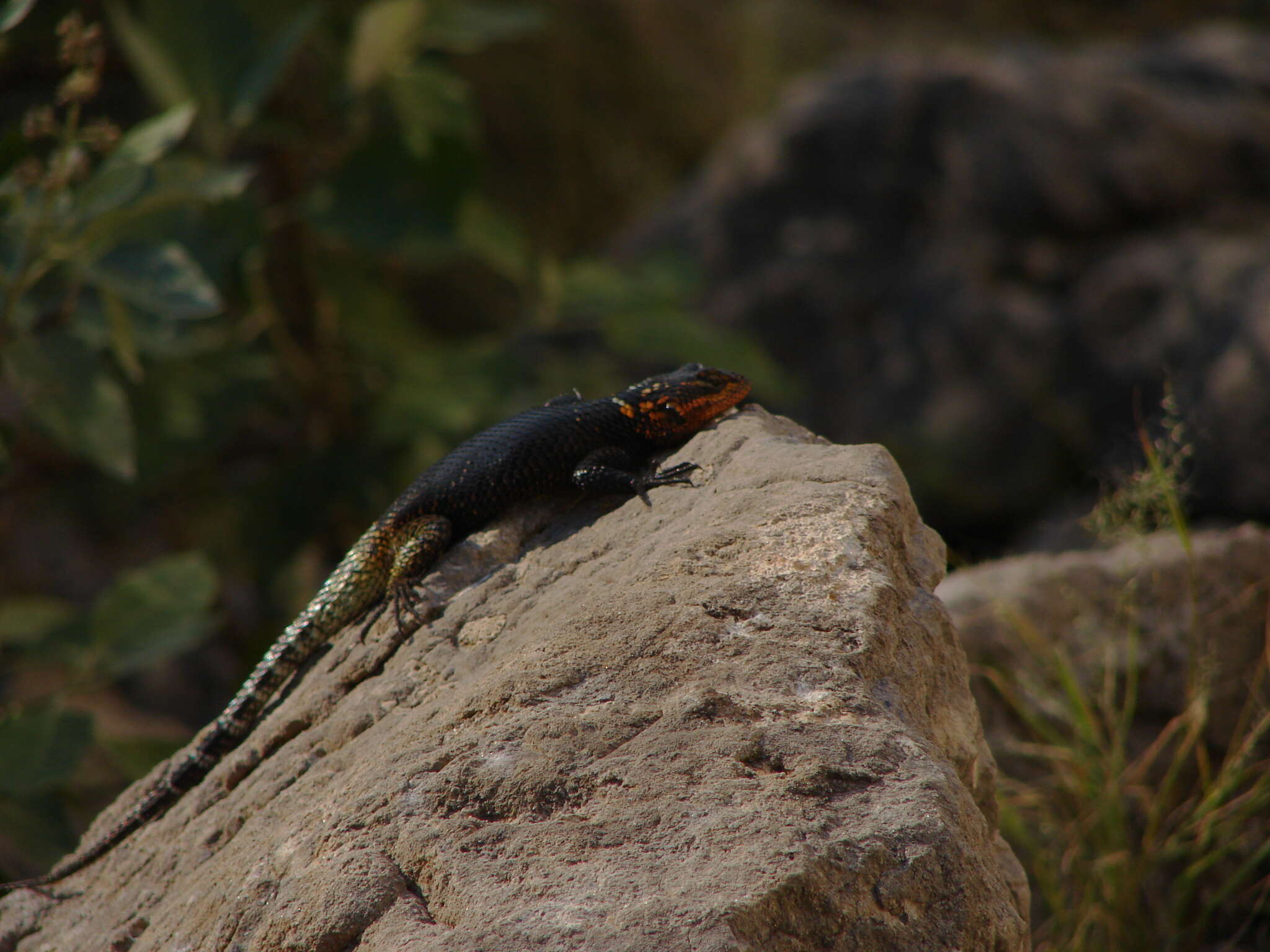 Image of Sceloporus oberon Smith & Brown 1941