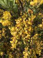 Image of Cassia tomentella (Benth.) Domin