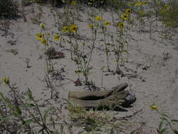 Image of Helianthus deserticola Heiser