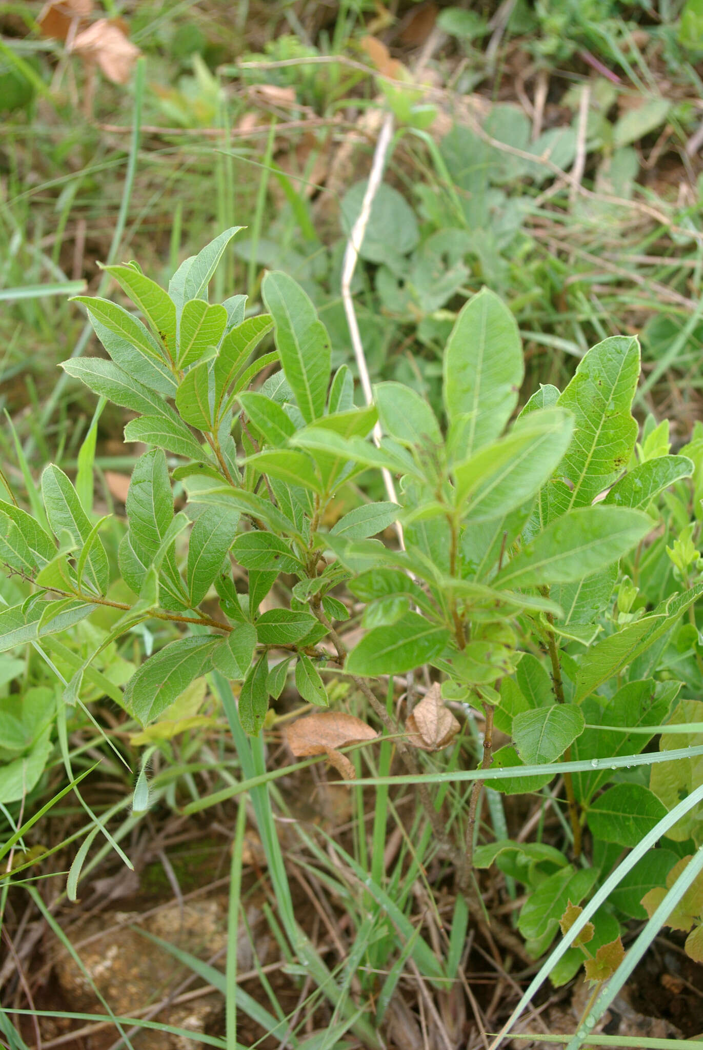 Image of Searsia harveyi (Moffett) Moffett