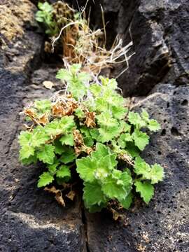 Image of leafy rockdaisy