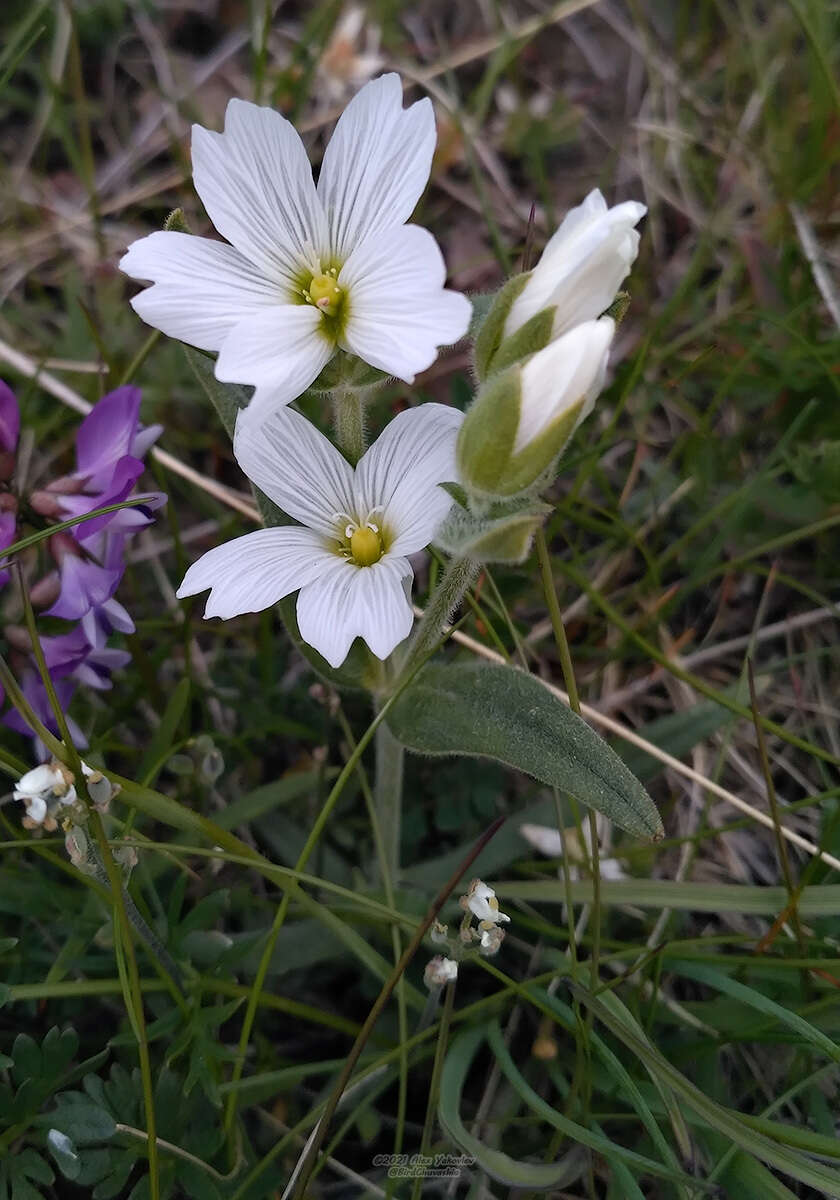 Image of great chickweed