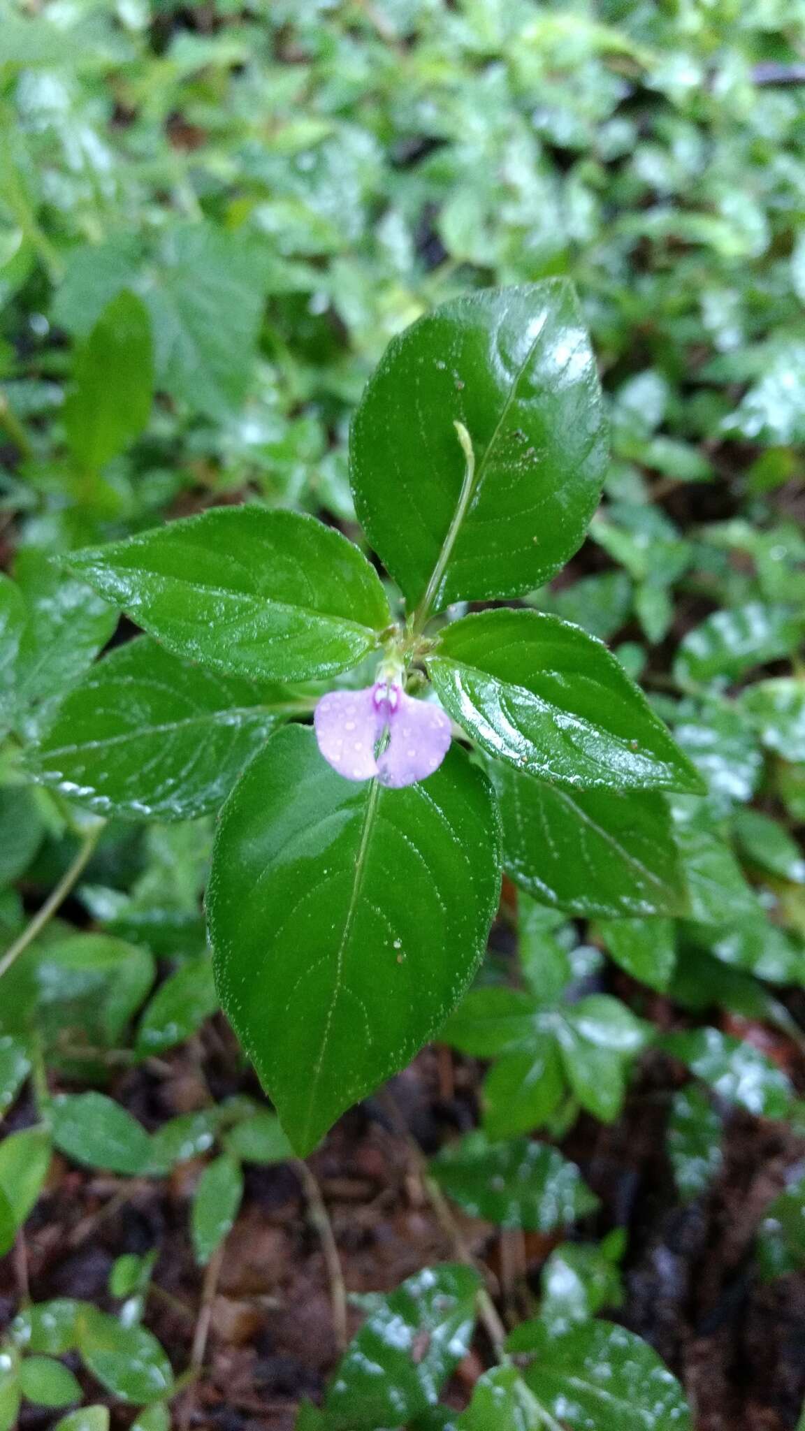 Image of Impatiens minor (DC.) S. S. R. Bennet