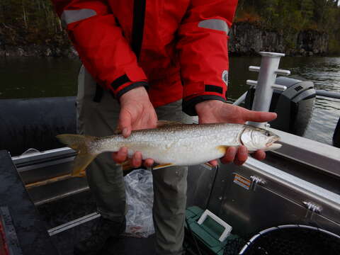 Image of lake trout