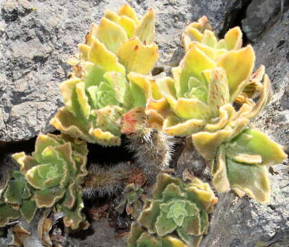 Image of Aeonium smithii (Sims) Webb & Berth.