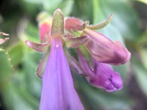 Image of rocky ledge penstemon