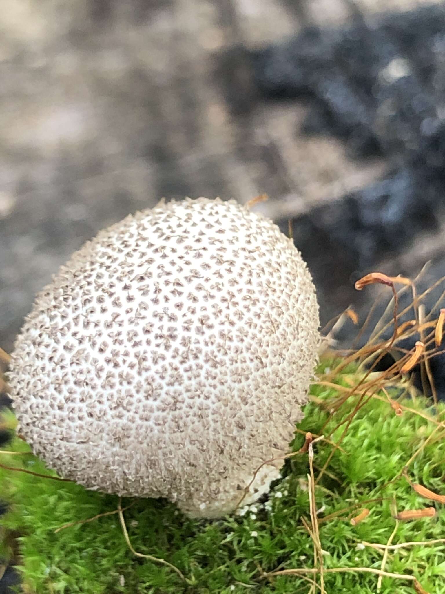 Image de Lycoperdon subumbrinum Jeppson & E. Larss. 2012