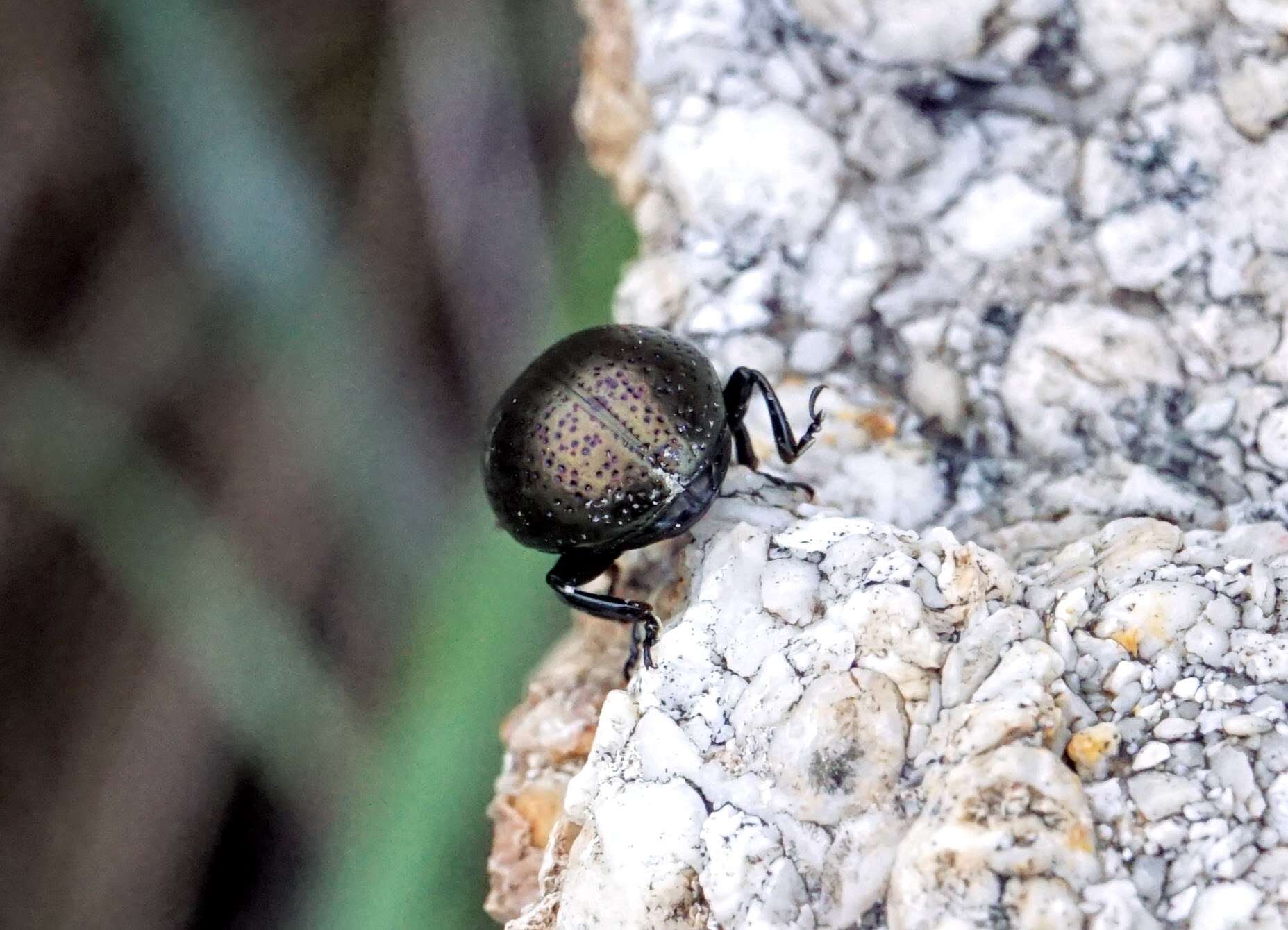 Image of <i>Chrysolina <i>vernalis</i></i> vernalis