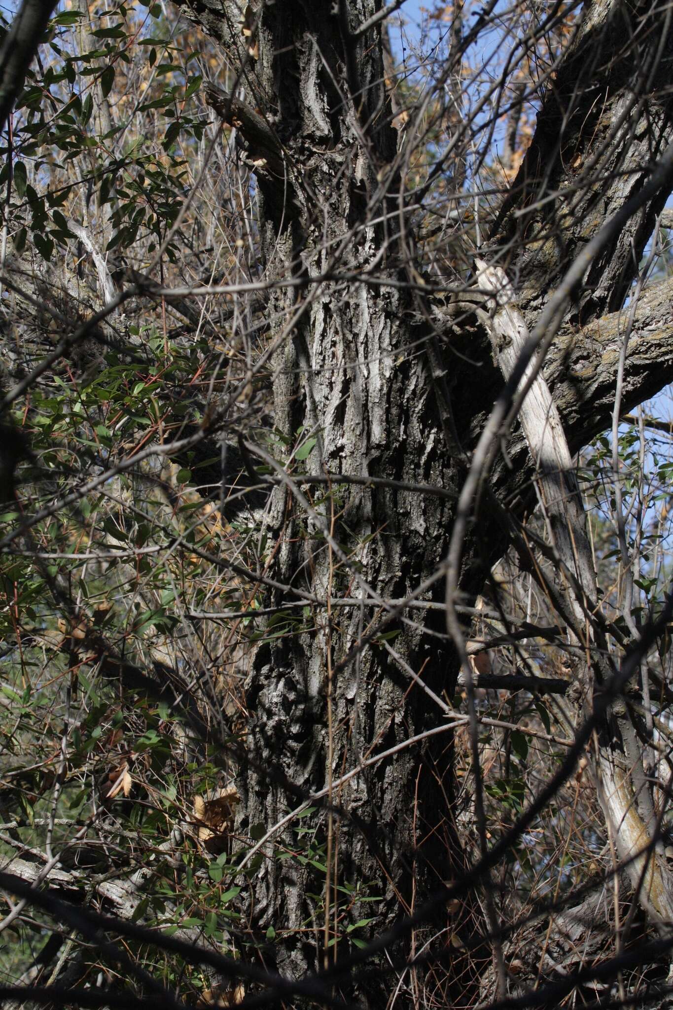 Image of Siberian Elm